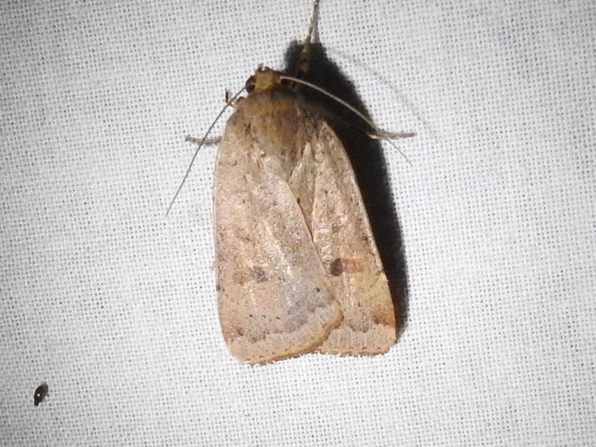 Noctua comes - kis sárgafűbagoly