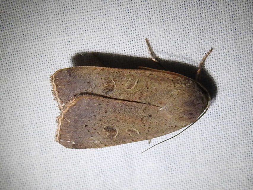 Noctua comes - kis sárgafűbagoly