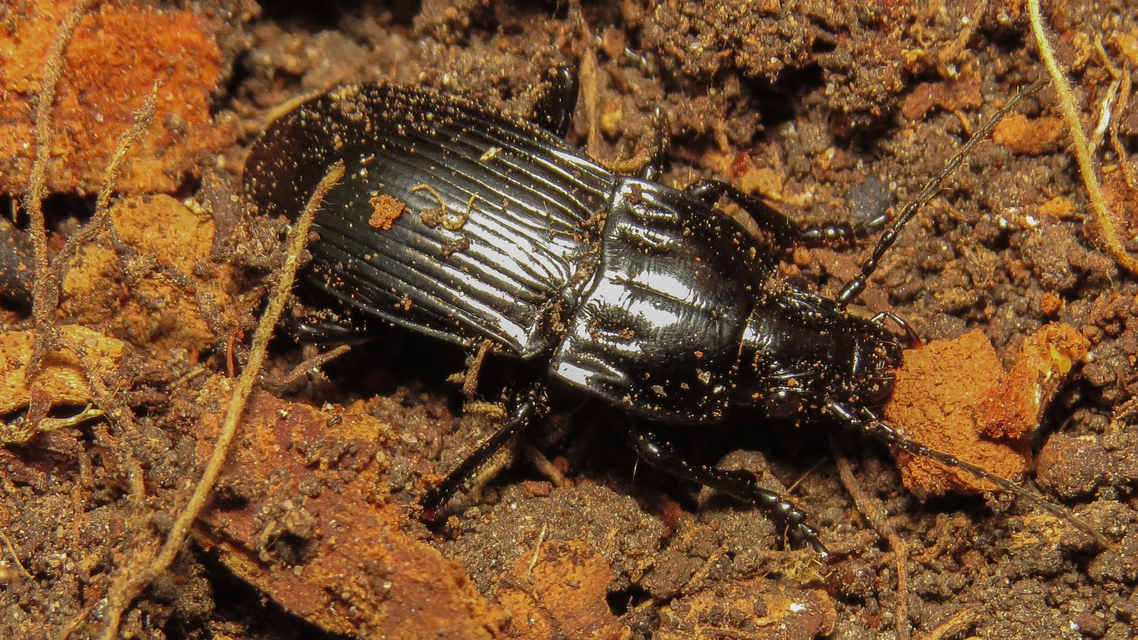 Abax parallelepipedus - félbordás szélesfutó