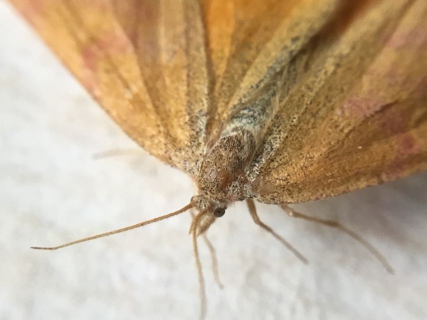 Lythria purpuraria - bíborsávos araszoló
