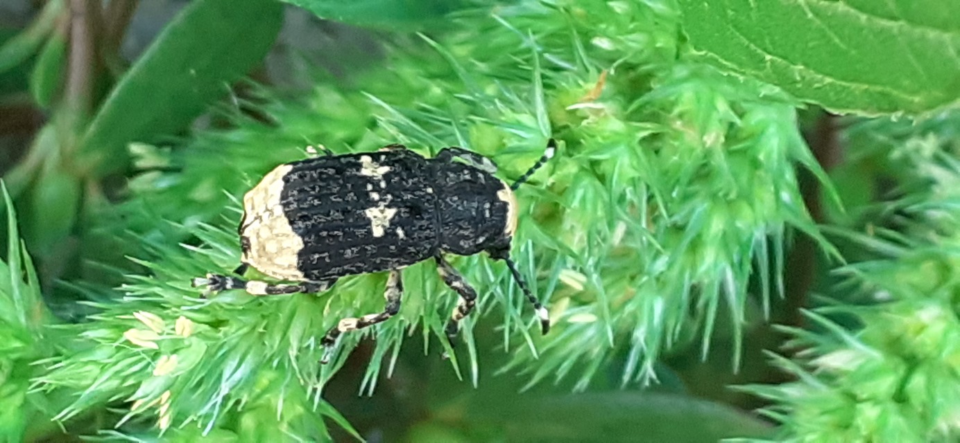 Platystomos albinus - nagybajuszú orrosbogár