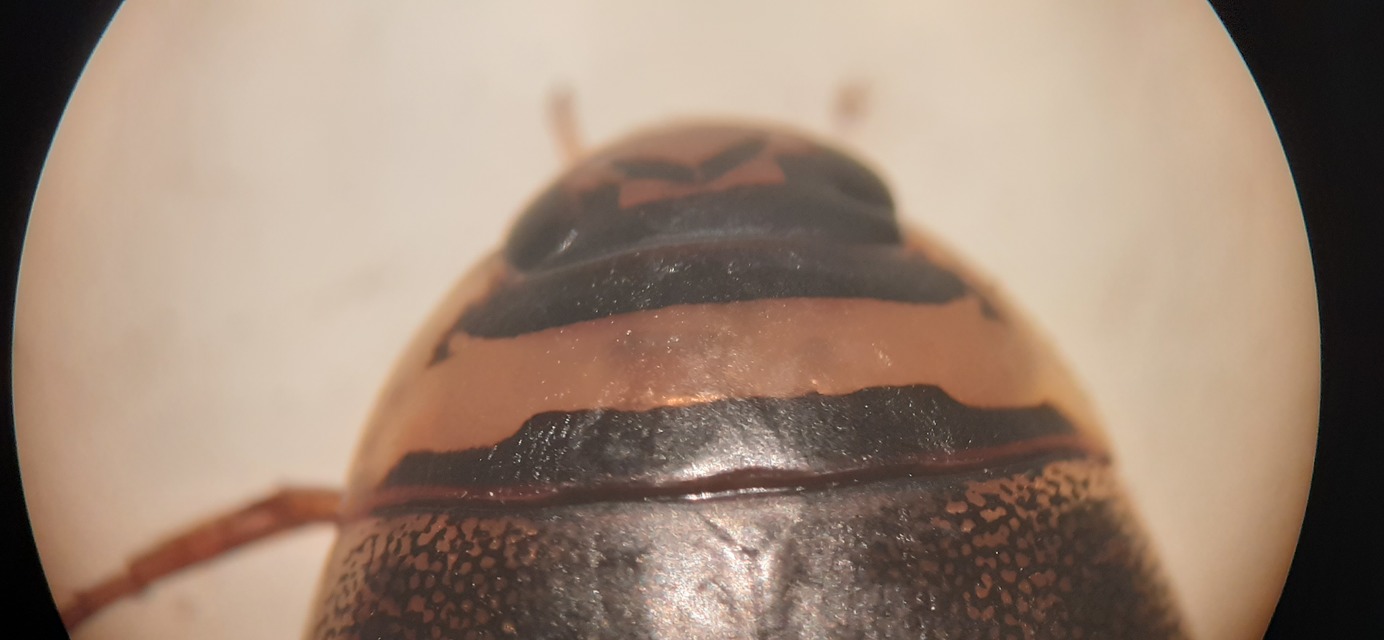 Graphoderus cinereus - gyakori tavicsíkbogár