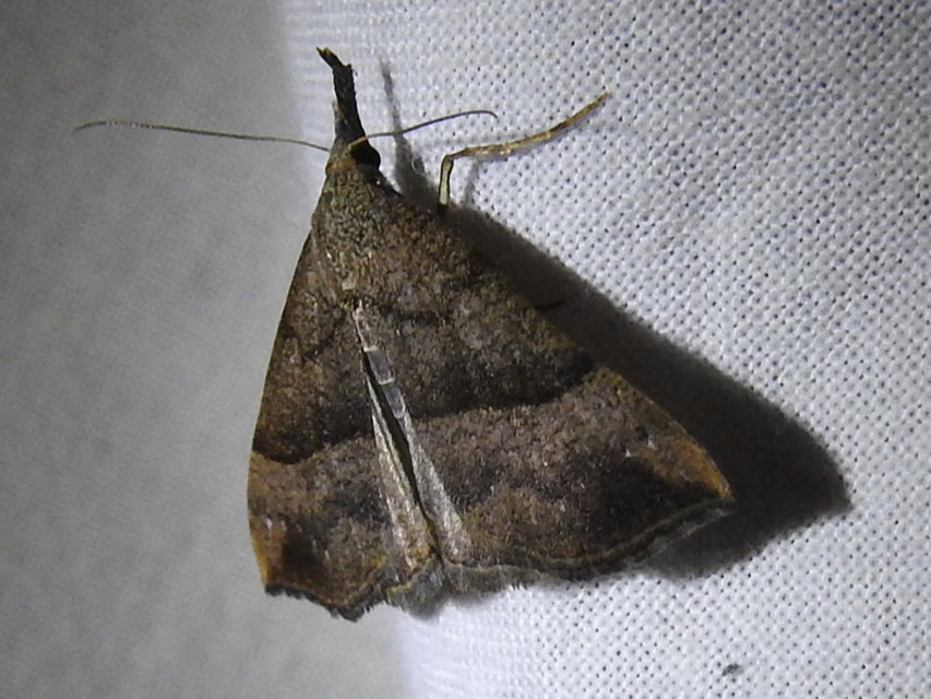 Hypena proboscidalis - ormányos karcsúbagoly