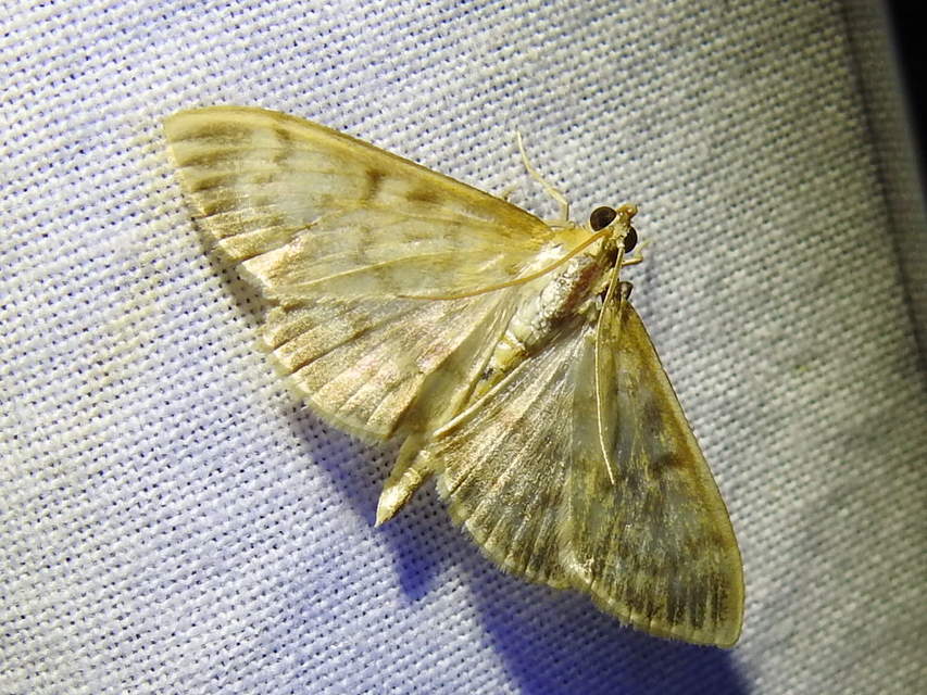 Patania ruralis - csalánevő tűzmoly