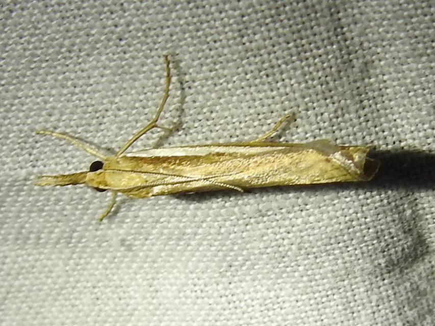 Agriphila