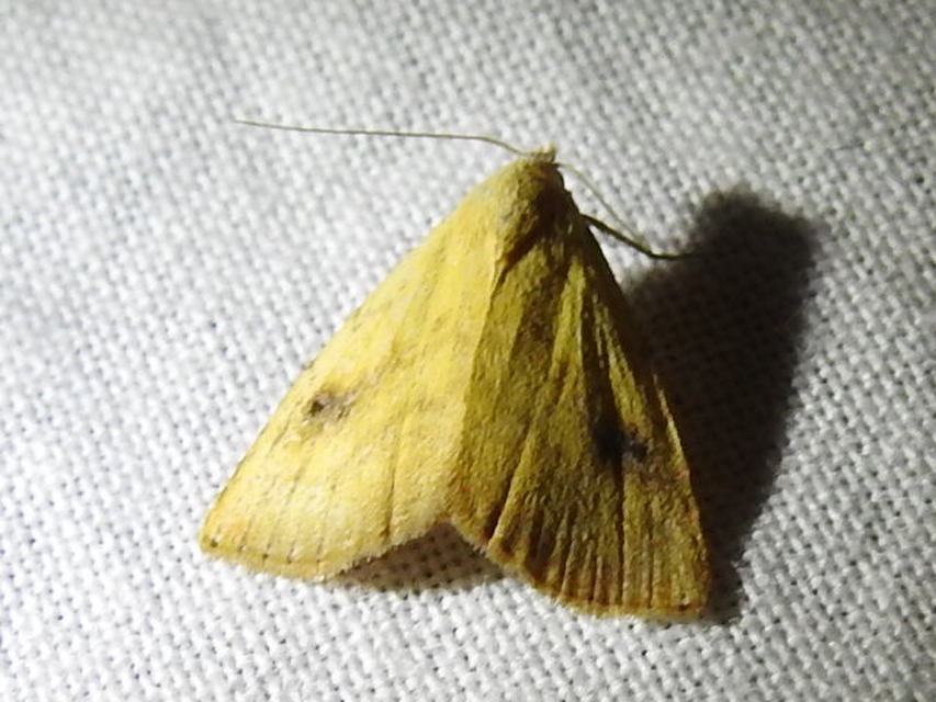 Rivula sericealis - selymes lórombagoly