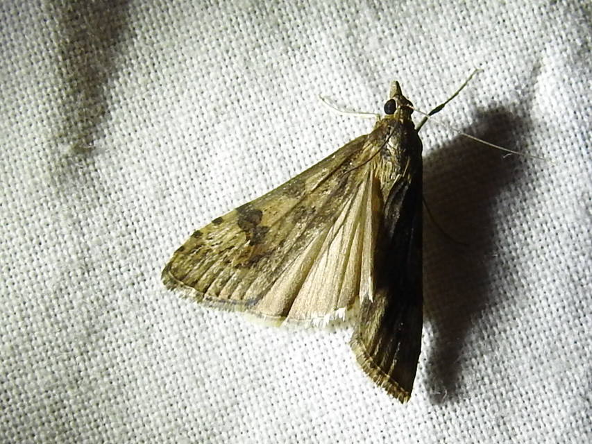 Nomophila noctuella - közönséges vándormoly