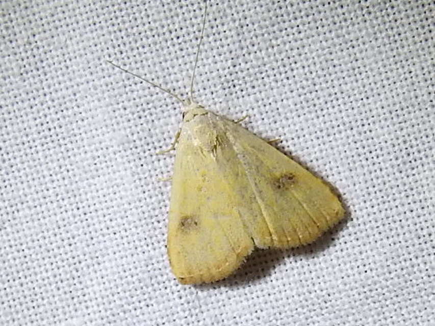 Rivula sericealis - selymes lórombagoly