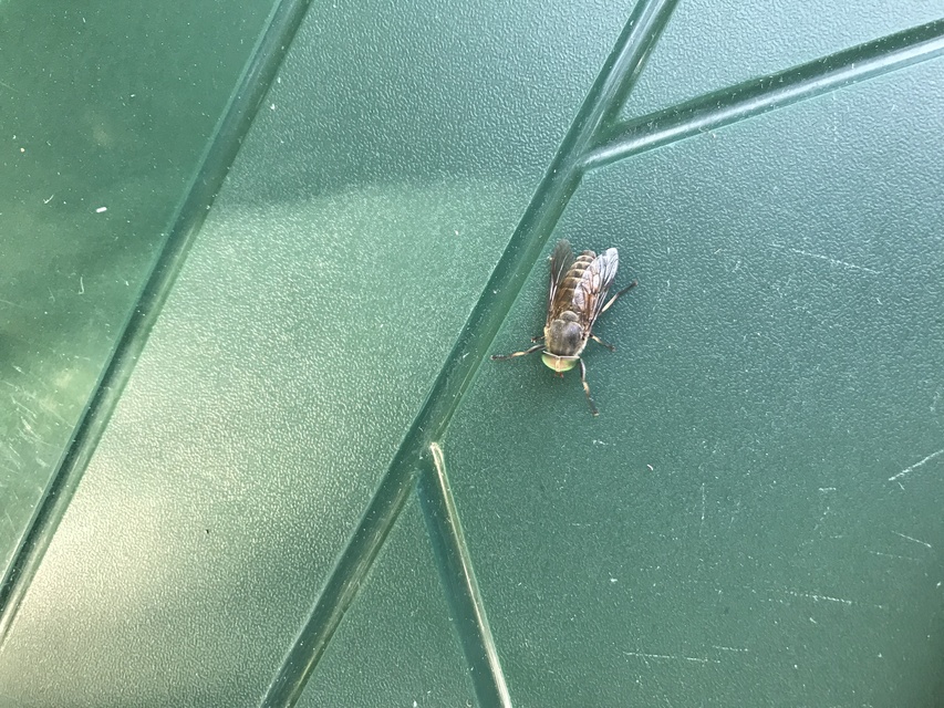 Tabanus
