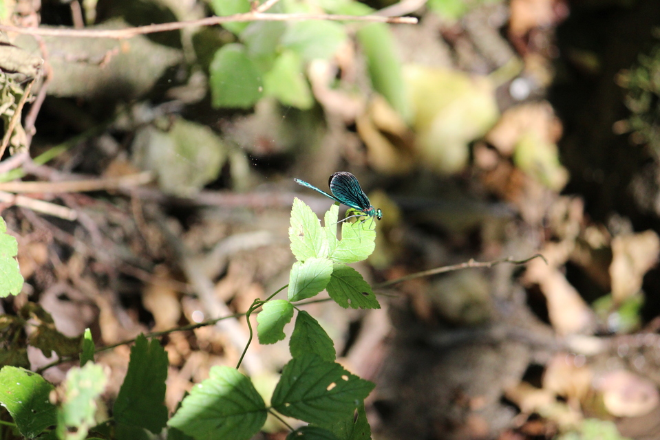 Calopteryx virgo - kisasszony-szitakötő