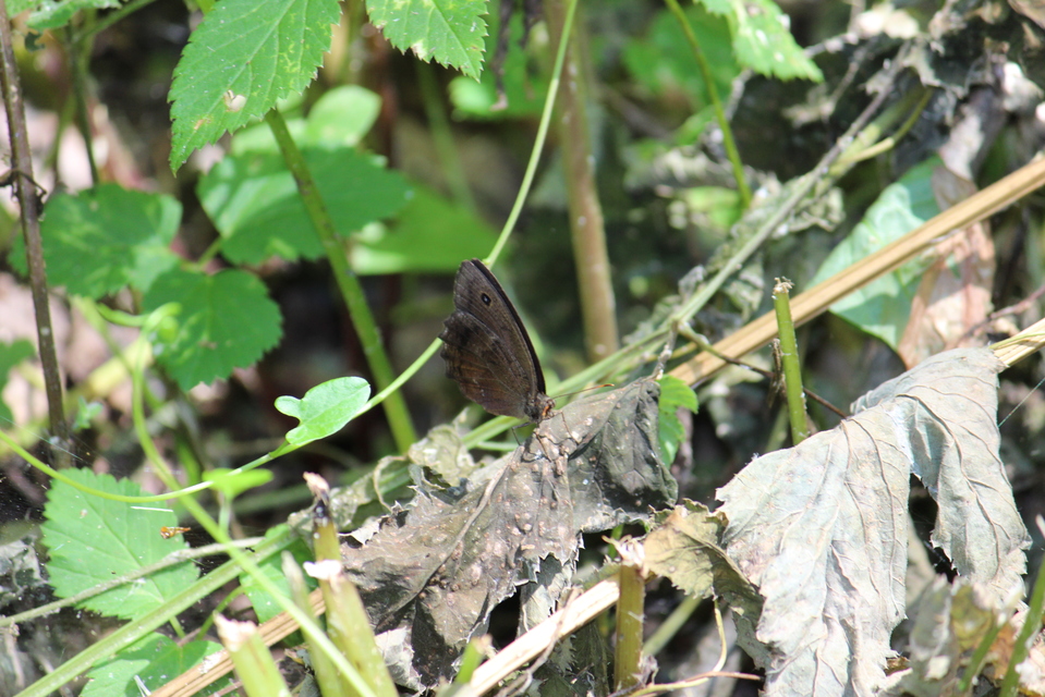 Minois dryas - fekete szemeslepke
