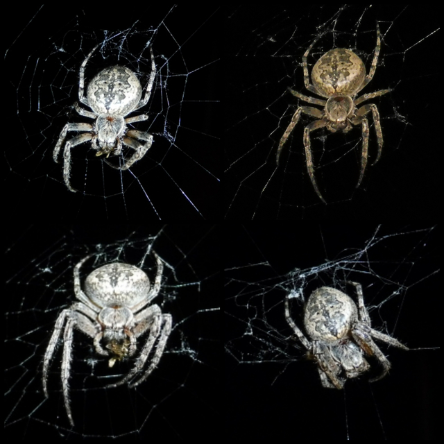Larinioides ixobolus - ereszalji keresztespók