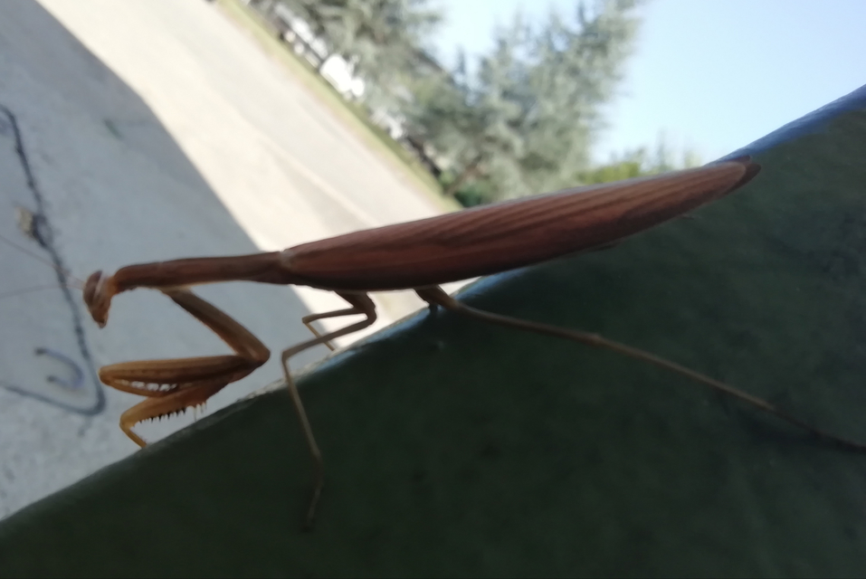 Mantis religiosa - imádkozósáska