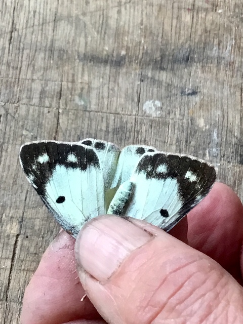 Colias alfacariensis - déli kéneslepke