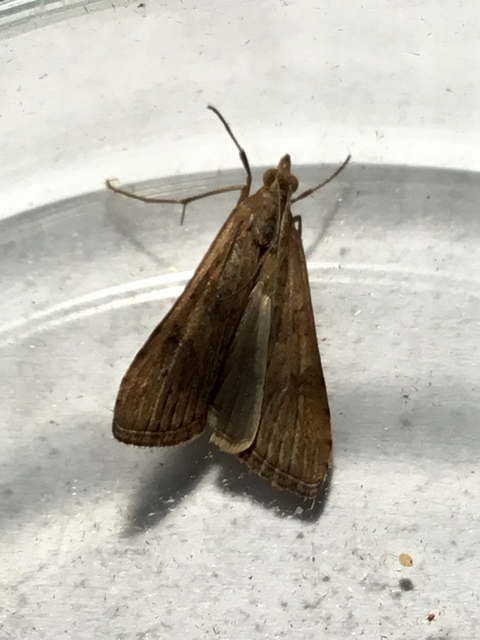 Nomophila noctuella - közönséges vándormoly