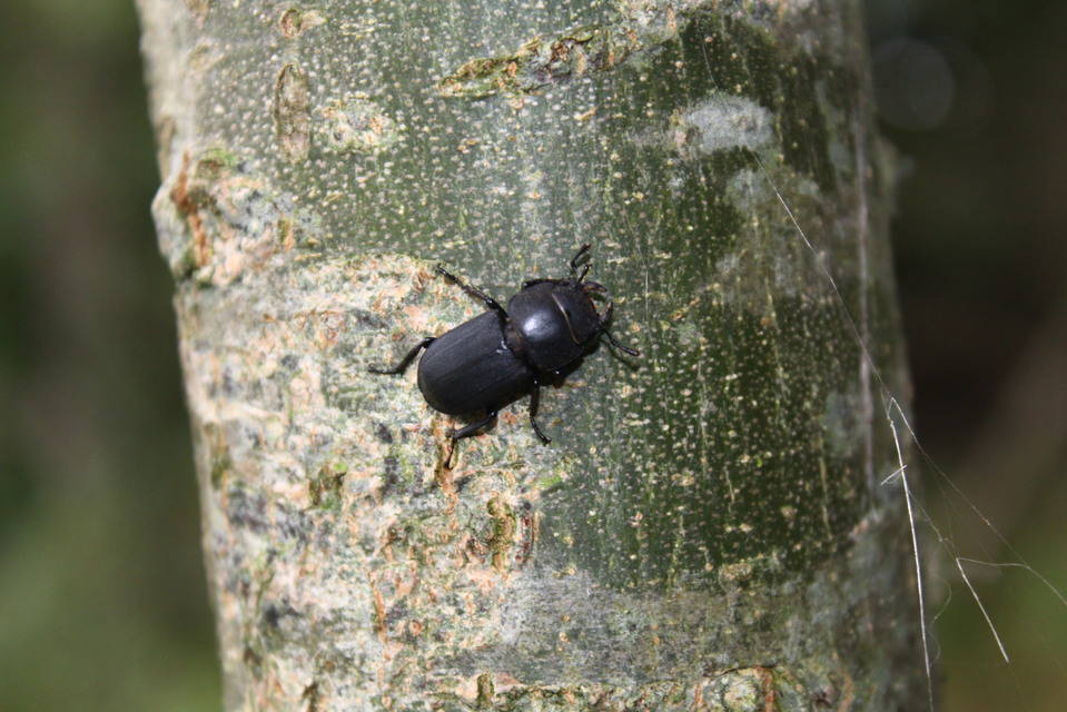 Dorcus parallelipipedus - kis szarvasbogár