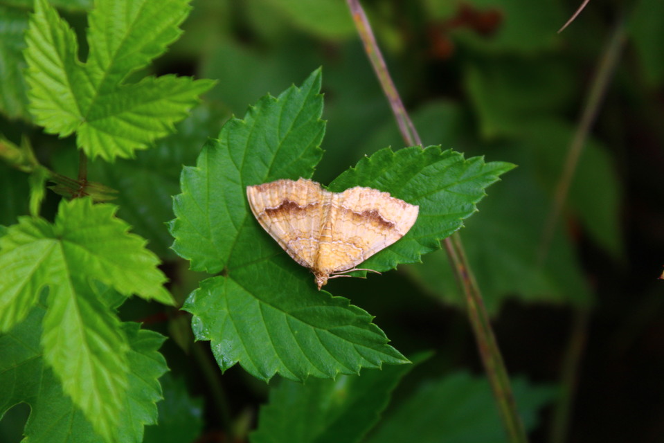 Camptogramma bilineata - kétvonalas sávosaraszoló