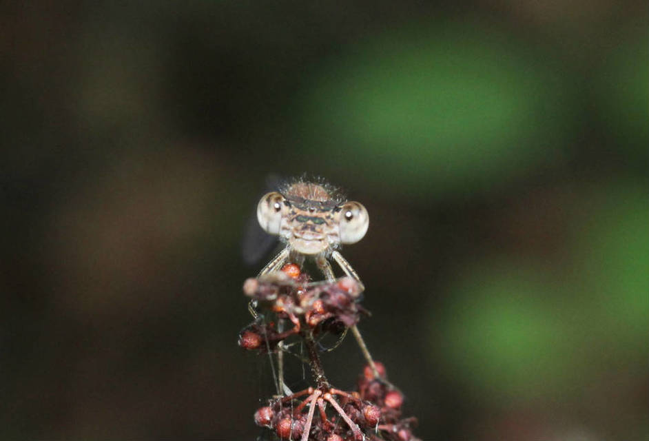 Sympecma fusca - téli rablószitakötő
