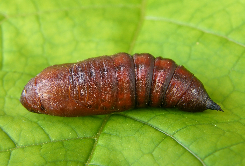 Hyloicus pinastri - fenyőszender