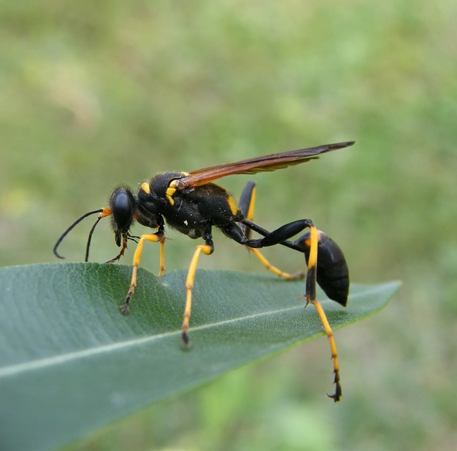 Sceliphron caementarium - feketenyelű lopódarázs