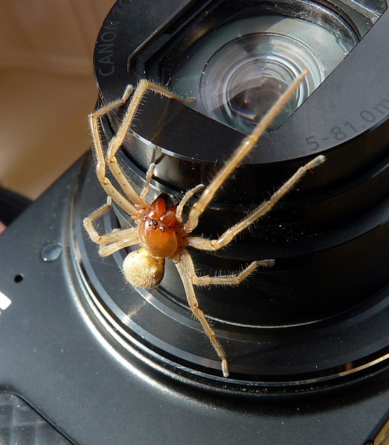 Cheiracanthium punctorium - mérges dajkapók