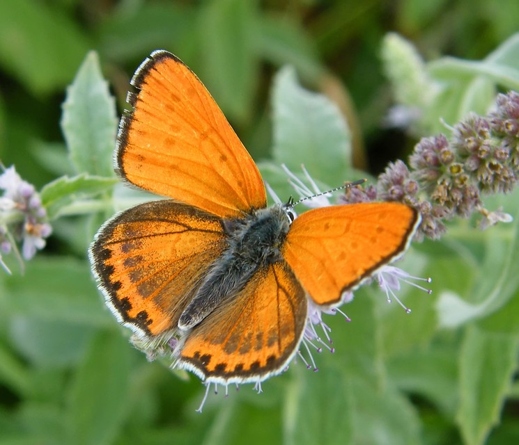 Lycaena thersamon - kis tűzlepke