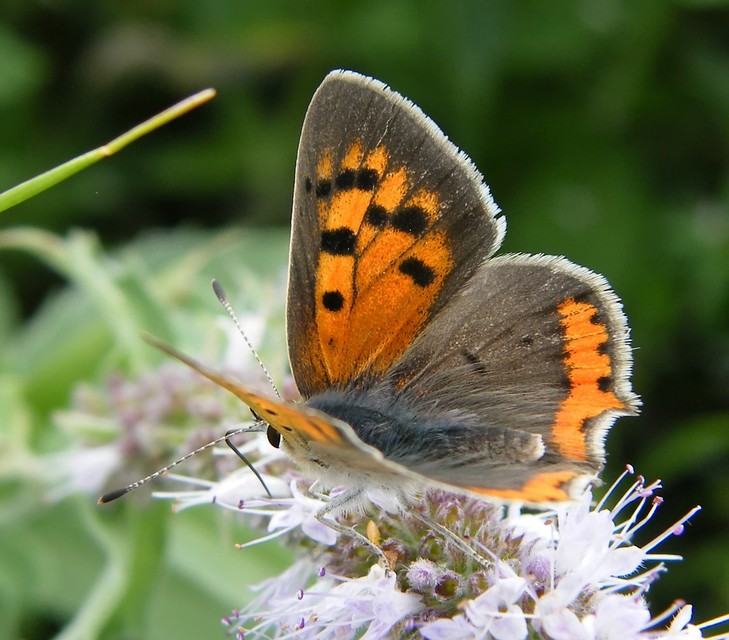 Lycaena phlaeas - közönséges tűzlepke