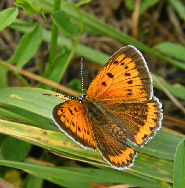 Lycaena dispar rutilus - nagy tűzlepke