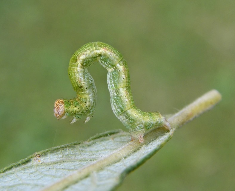 Cyclophora pendularia - fűzfa-pettyesaraszoló