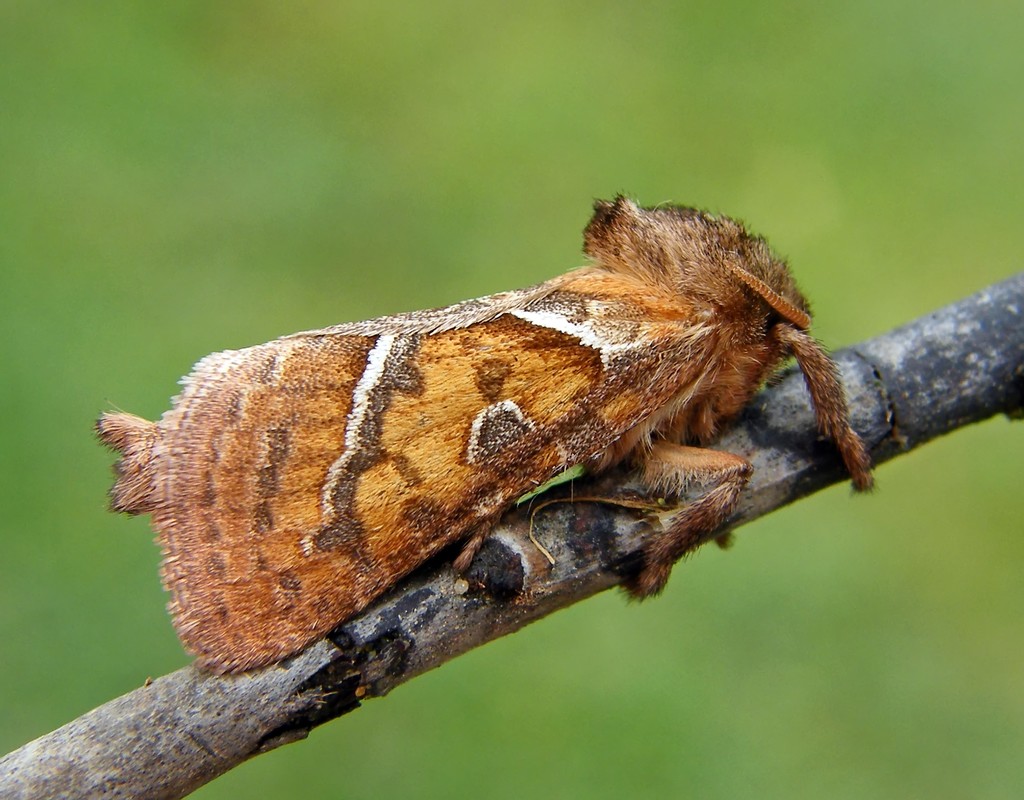 Triodia sylvina - kis gyökérrágólepke
