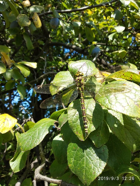 Aeshna cyanea - sebes karcsúacsa
