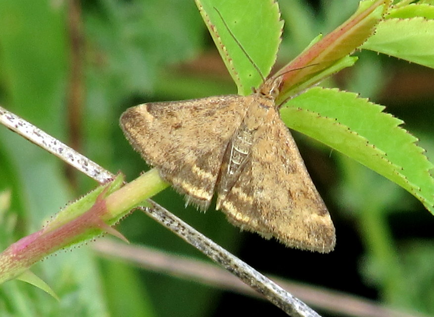 Pyrausta despicata - réti bíbormoly