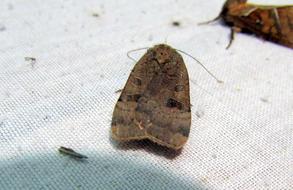 Noctua interposita - köztes sárgafűbagoly