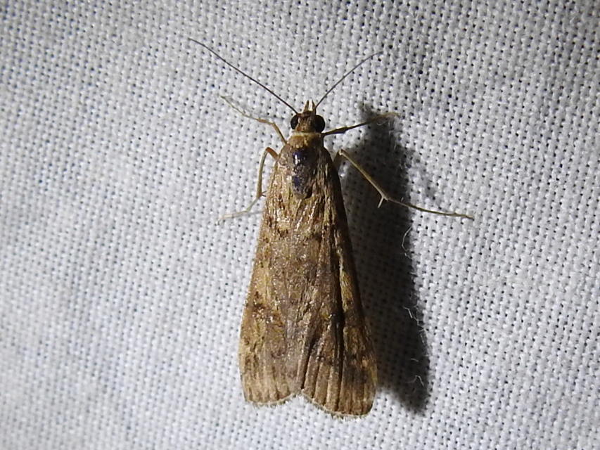 Nomophila noctuella - közönséges vándormoly