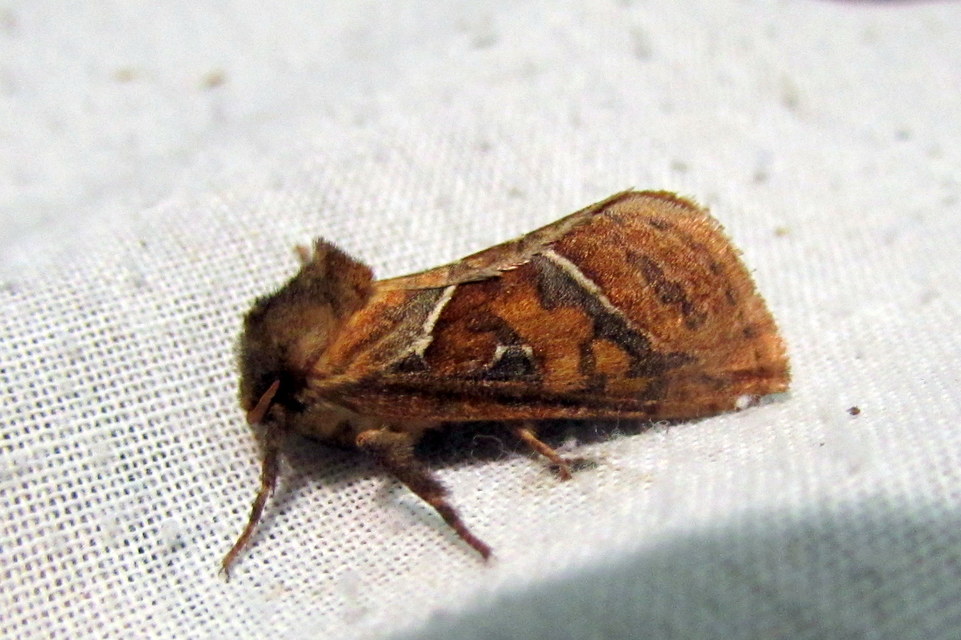 Triodia sylvina - kis gyökérrágólepke