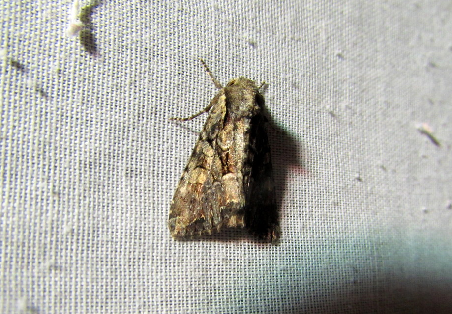 Lacanobia thalassina - borbolya-kertibagoly