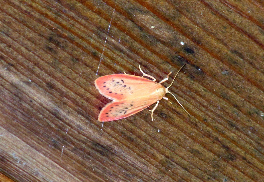 Miltochrista miniata - piros medvelepke