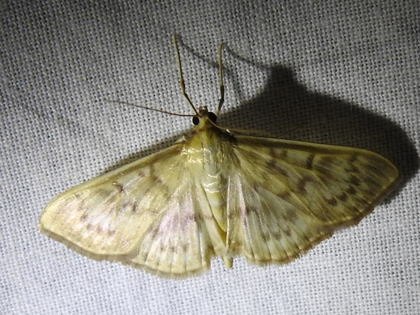 Patania ruralis - csalánevő tűzmoly