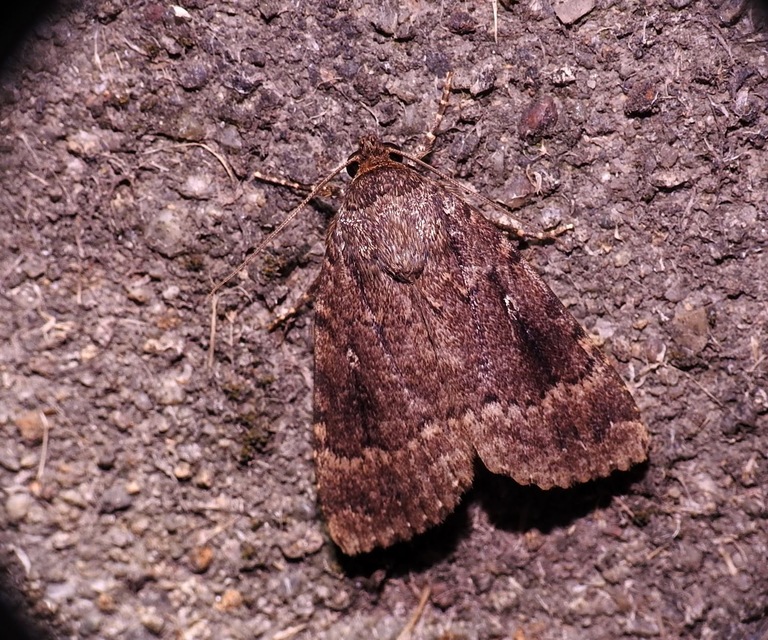 Amphipyra berbera/pyramidea