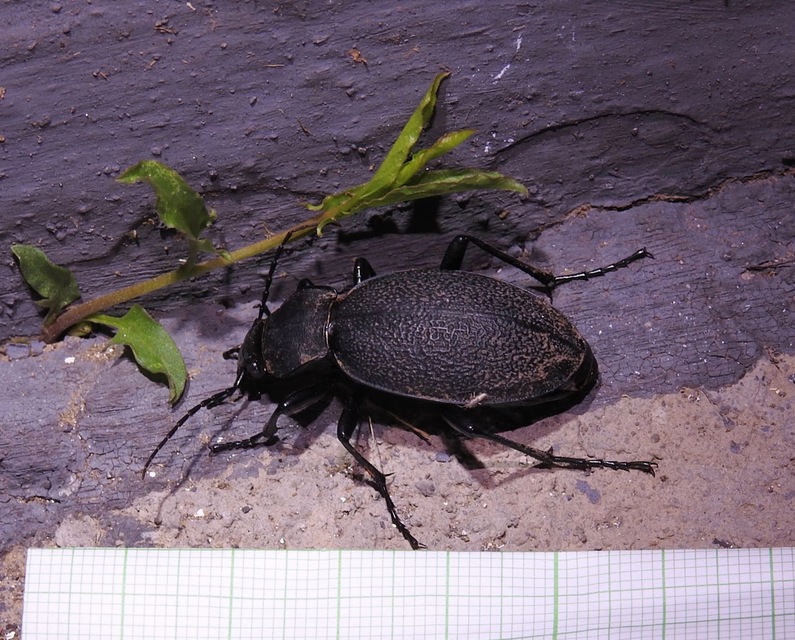 Carabus coriaceus - bőrfutrinka