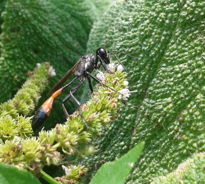 Ammophila