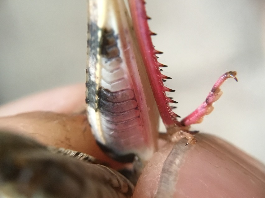 Calliptamus italicus - olaszsáska