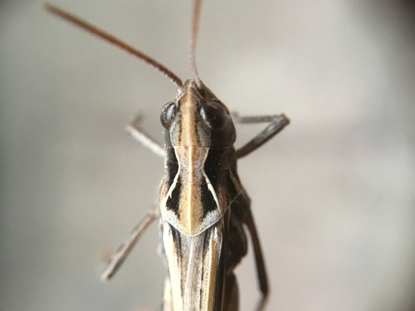 Chorthippus brunneus - közönséges tarlósáska