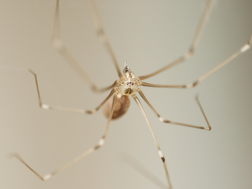 Pholcus phalangioides - nagy álkaszáspók