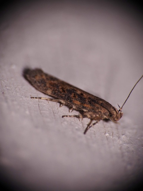 Scrobipalpa ocellatella - répaaknázó sarlósmoly