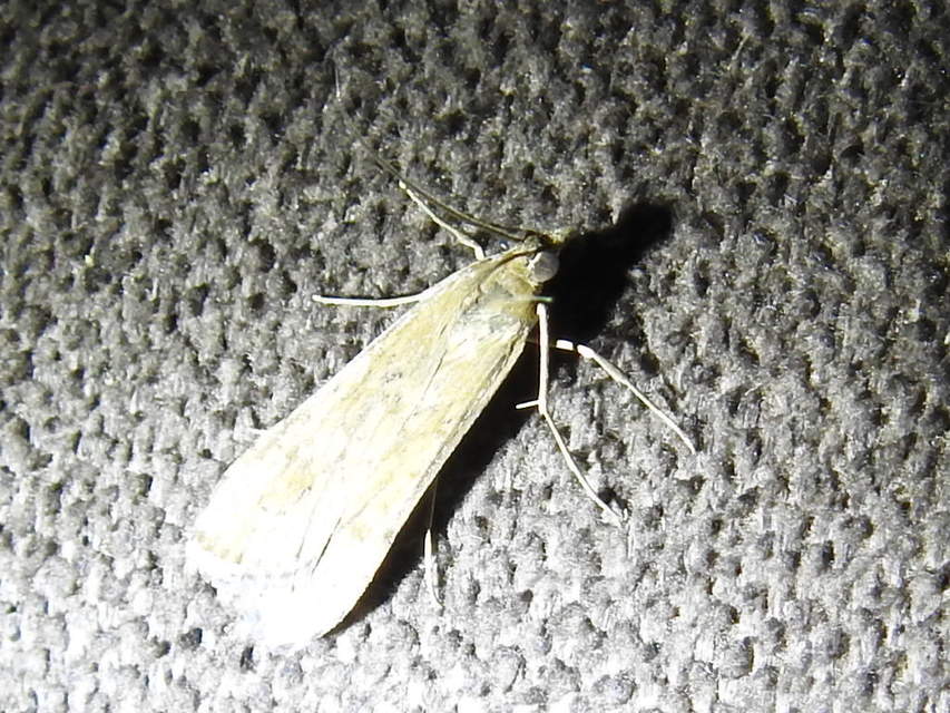 Nomophila noctuella - közönséges vándormoly