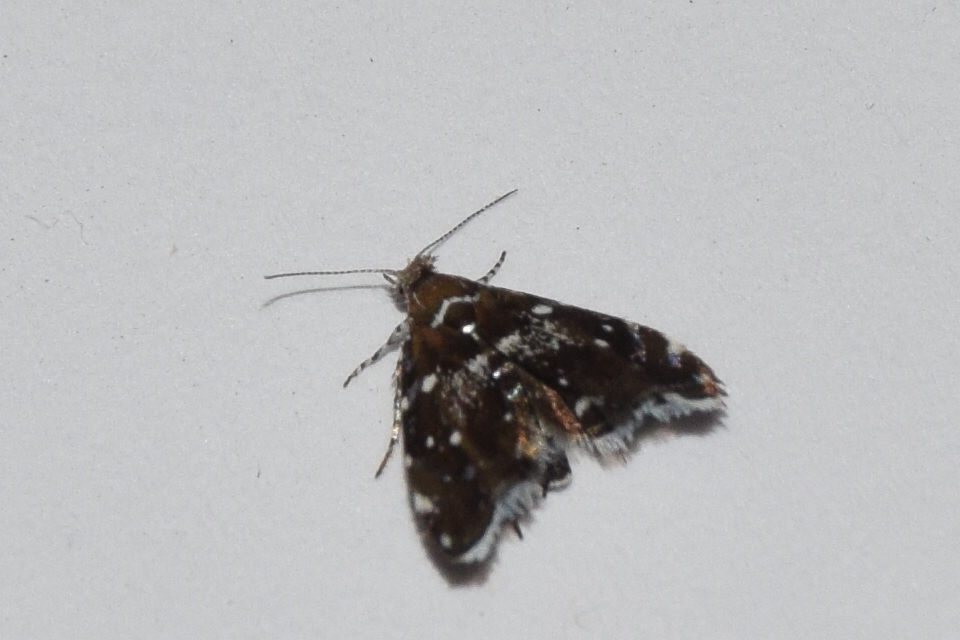 Prochoreutis myllerana - pompás levélmoly