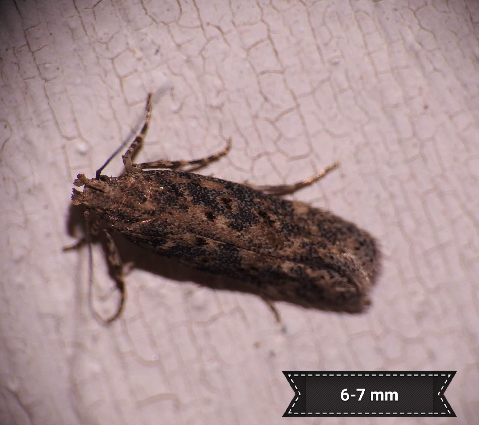 Scrobipalpa ocellatella - répaaknázó sarlósmoly