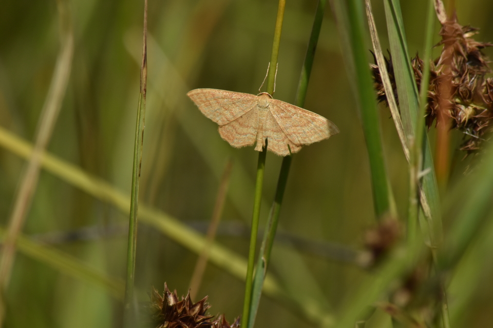 Idaea rufaria - vörhenyes sávosaraszoló