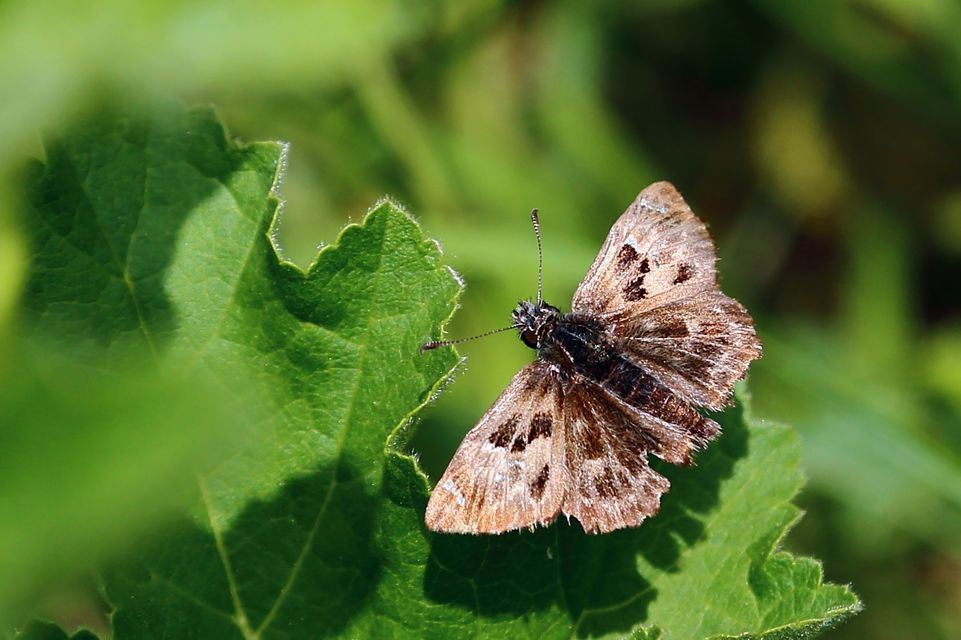 Carcharodus alceae - mályva-busalepke